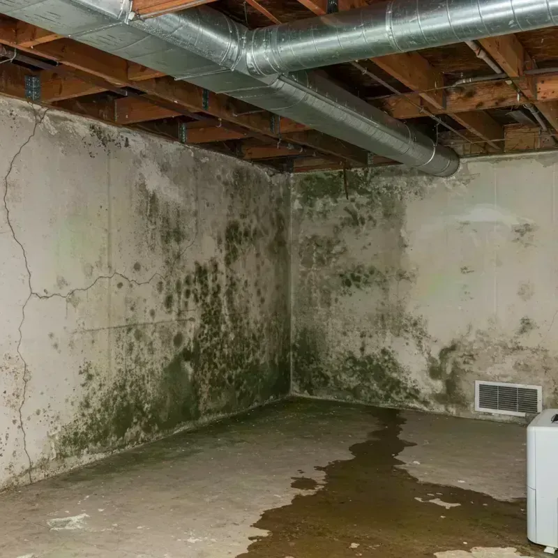 Professional Mold Removal in Green Acres, CA